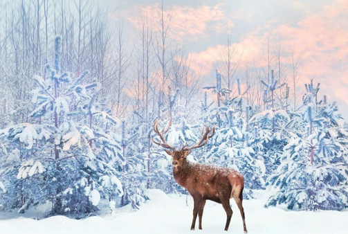 скриншот Canada Landscapes 0