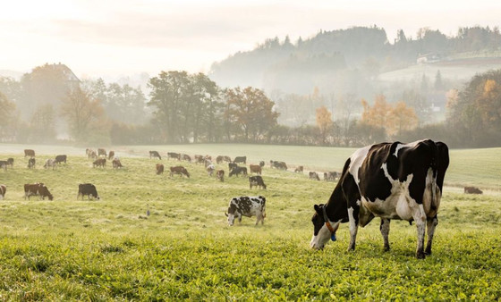 скриншот Rural Landscapes 0