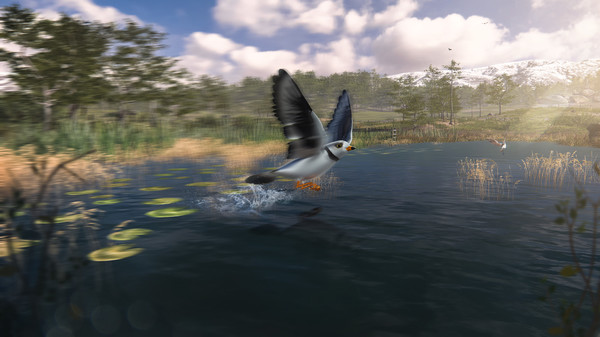 скриншот Birding Simulator 4