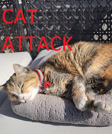 Cat Attack
