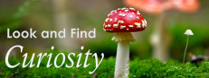 Look and Find - Curiosity