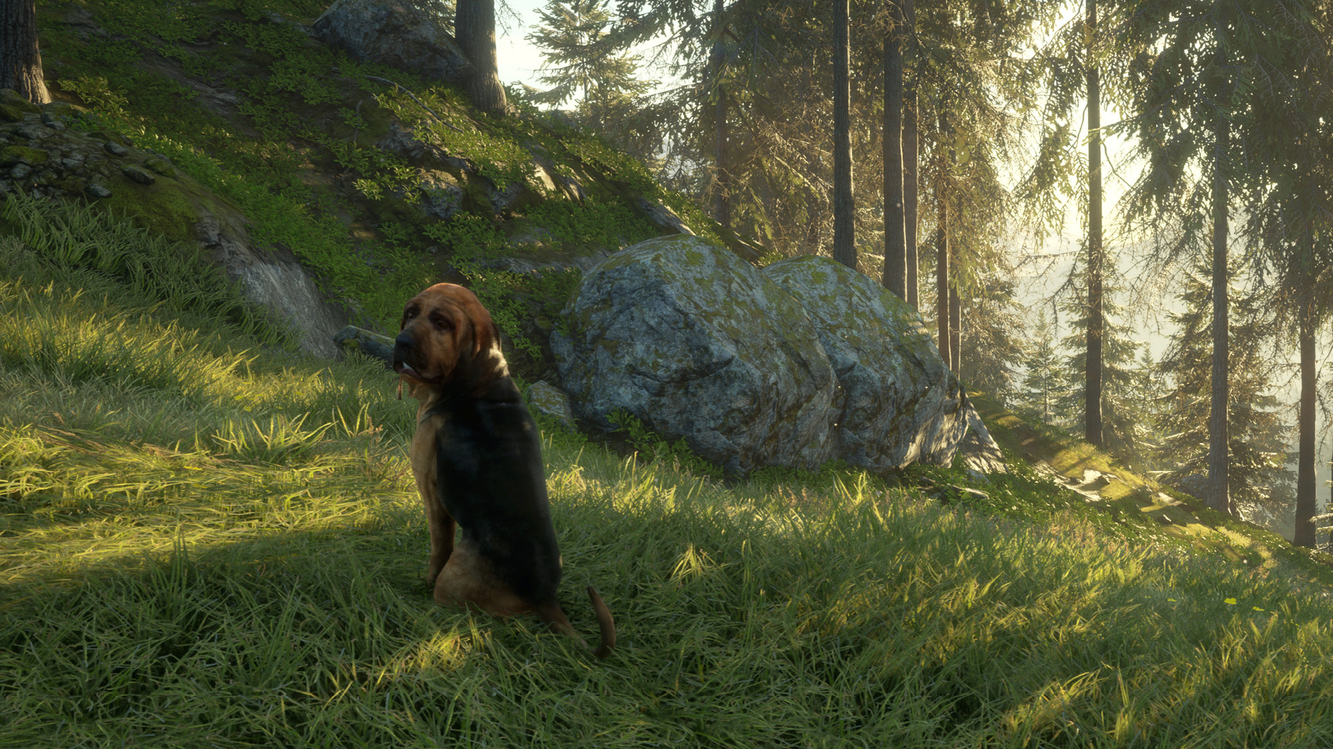 theHunter: Call of the Wild™ - Bloodhound