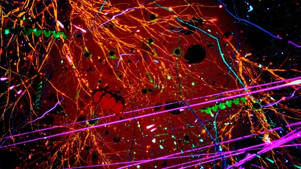 Скриншот из Secrets Of Soil