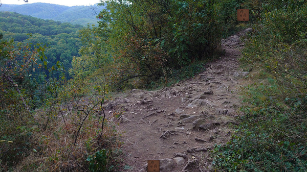 Forgotten Forest: Eye of the Great Onefor windows and Linux 1