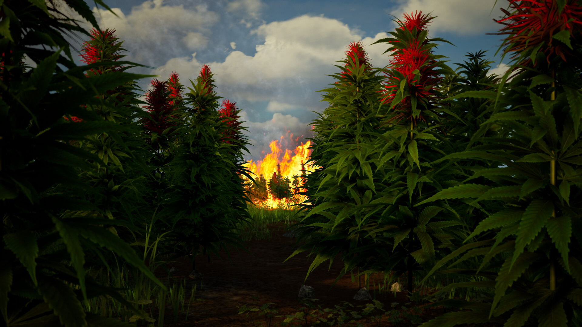 Illegal Plantation #4