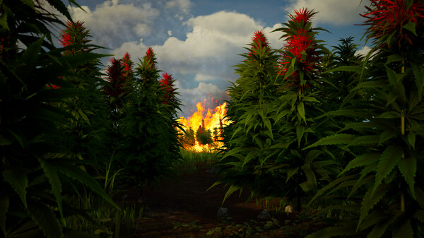 Illegal Plantationfor windows and Linux 1