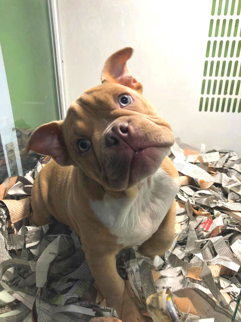 Cute Dogs - Digital Artbook + Bonus Videos #0