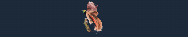 OE_Count_Raggis_Bird_of_Paradise.gif?t=1702403167