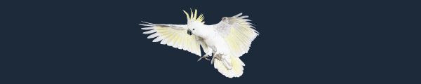 OE_Sulphur_Crested_Cockatoo.gif?t=1702403167