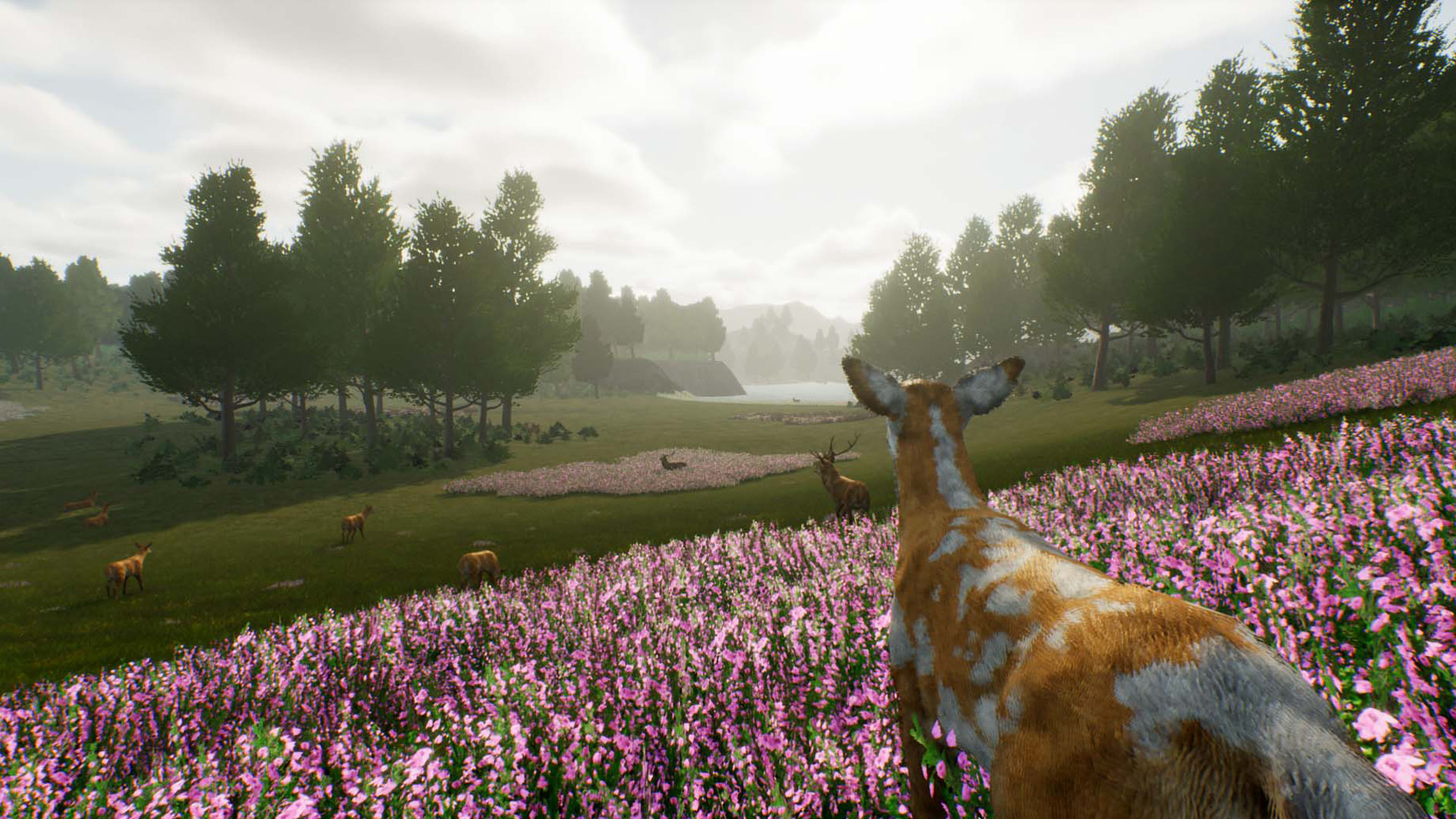 图片[2]-小鹿旅程/Deer Journey-4K网(单机游戏试玩)