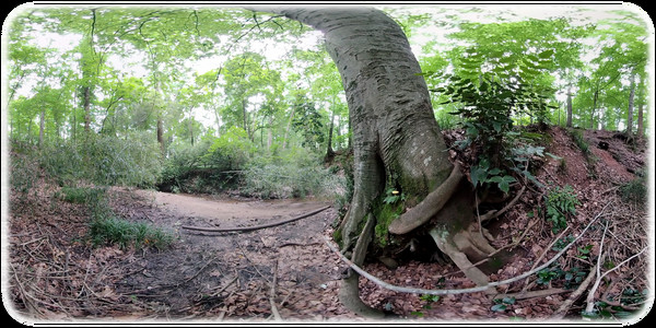 Exhale XR - Secret Forests Exhale XR - Secret Forests