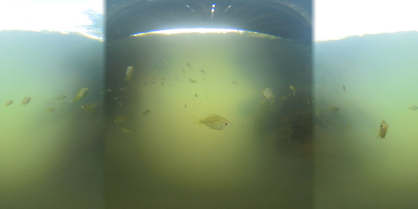 Exhale XR - Aquatic Wildlife Exhale XR - Aquatic Wildlife