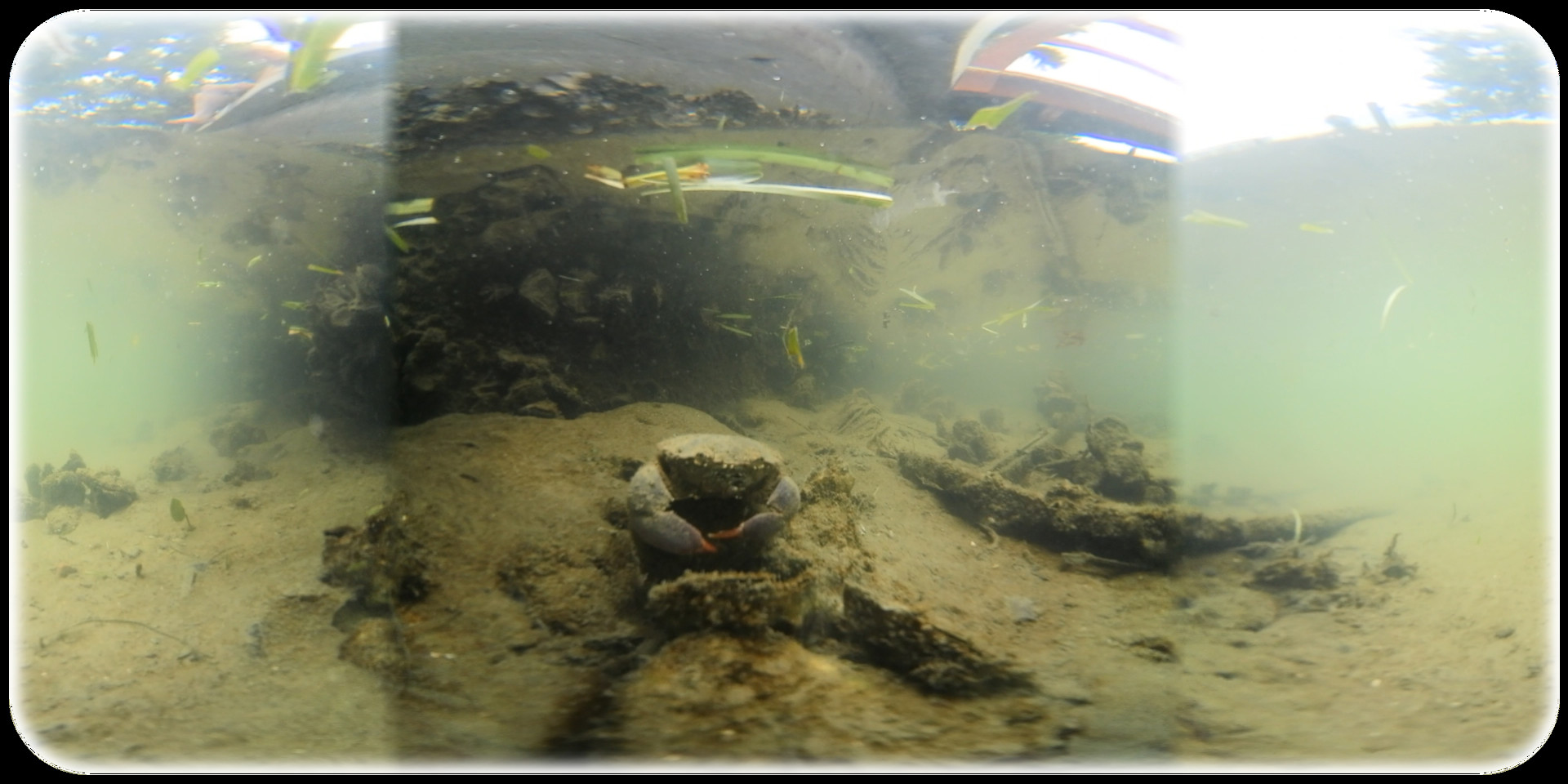 Exhale XR - Aquatic Wildlife #4