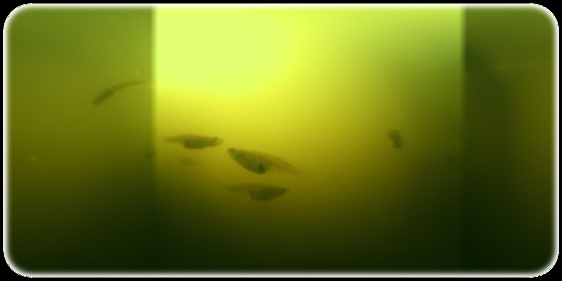 Exhale XR - Underwater Vibes #2