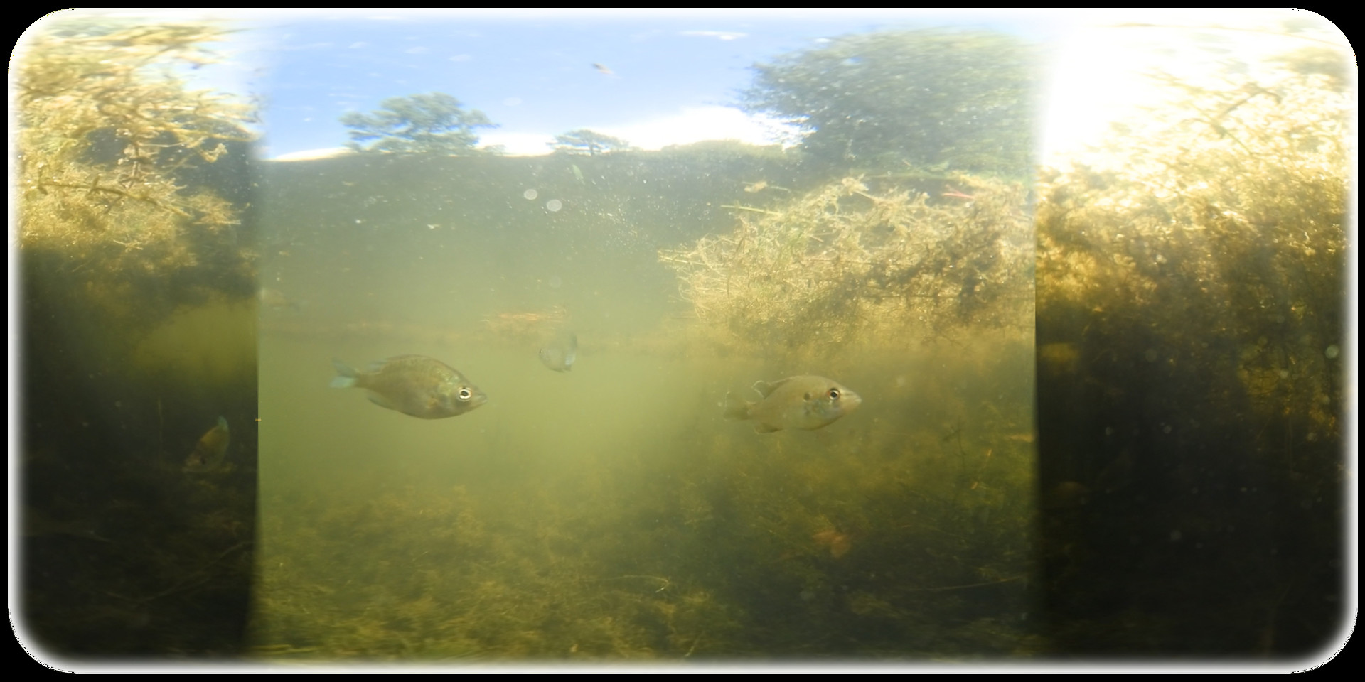 Exhale XR - Underwater Vibes #0