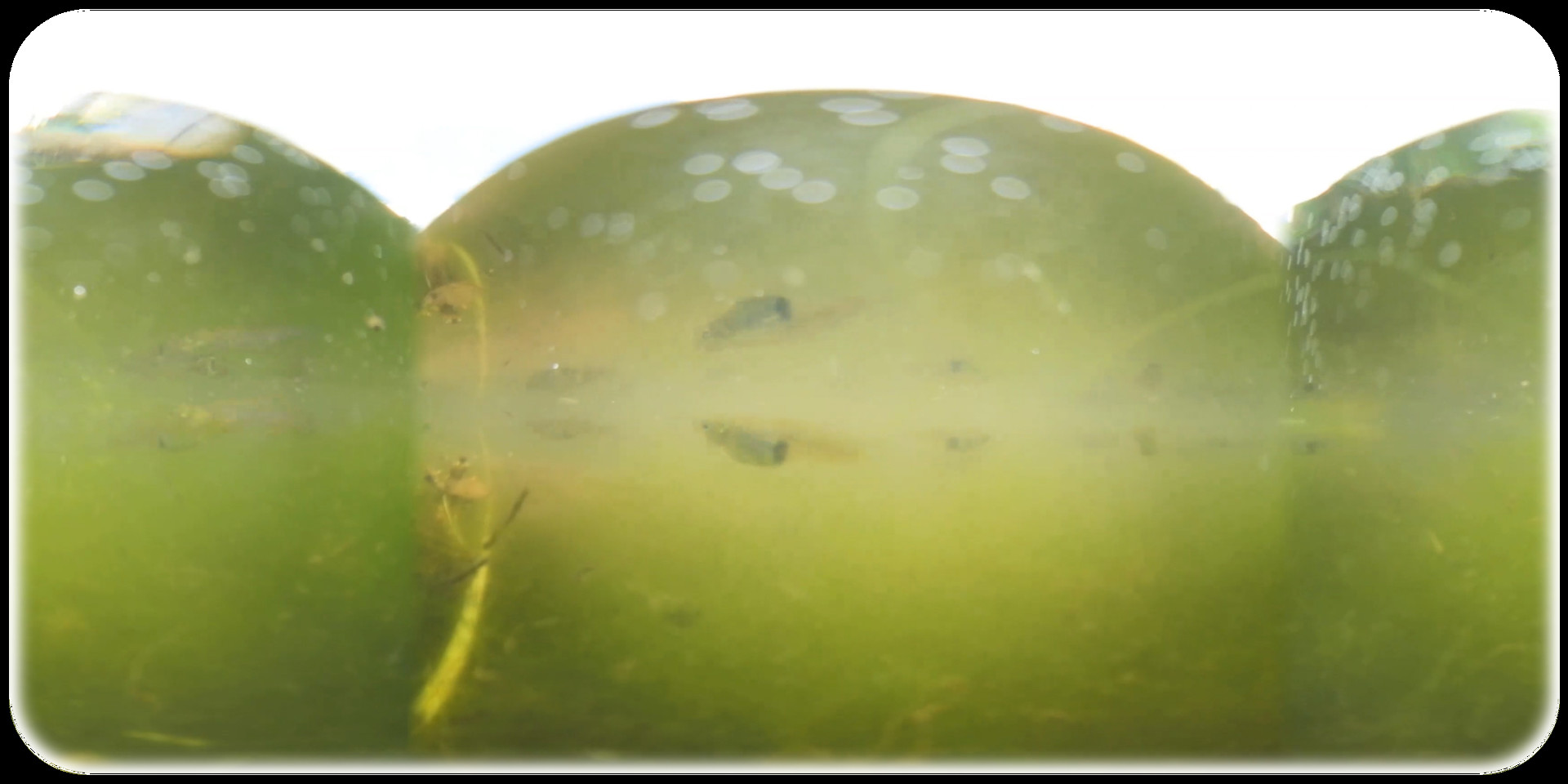 Exhale XR - Underwater Vibes #3