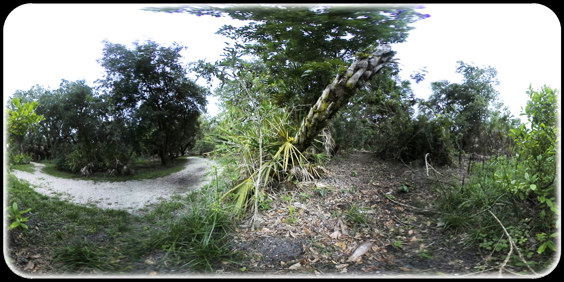 Exhale XR - Critter Watch #0