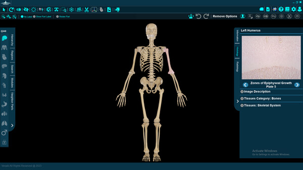 Скриншот из Vesalii Anatomy 3D Student