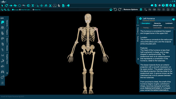 Скриншот из Vesalii Anatomy 3D Student