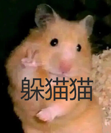 cat and rat