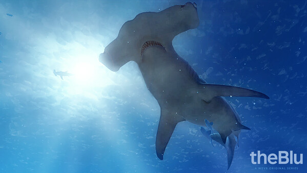 theBlu - Hammerhead Cove for steam theBlu - Hammerhead Cove for steam