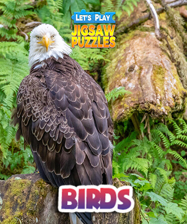 Let's Play Jigsaw Puzzles: Birds