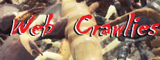 Web Crawlies {Multiplayer}