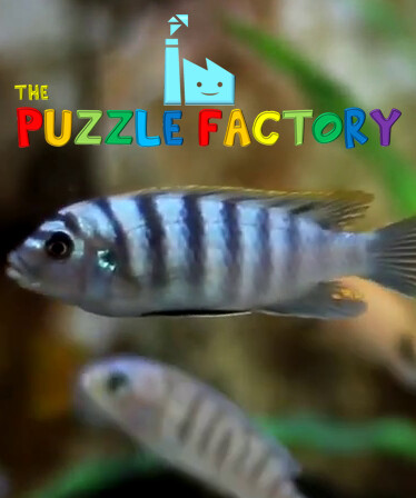 The Puzzle Factory