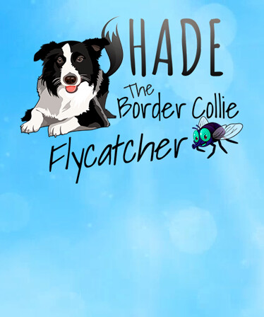 SHADE The Border Collie Flycatcher