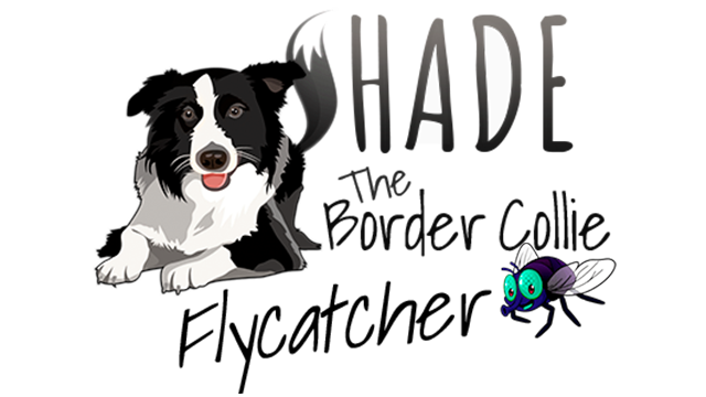 Shade: The Border Collie Flycatcher