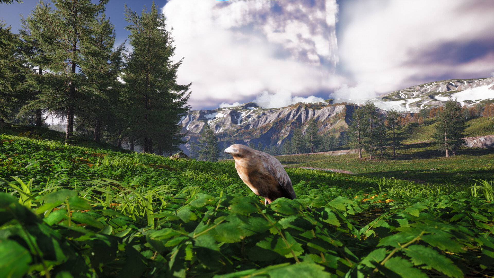 Bird's Eye Odyssey #0