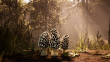 Morels: The Hunt thumbnail 1