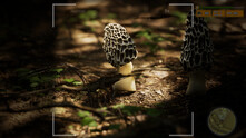 Morels: The Hunt 2 thumbnail 0