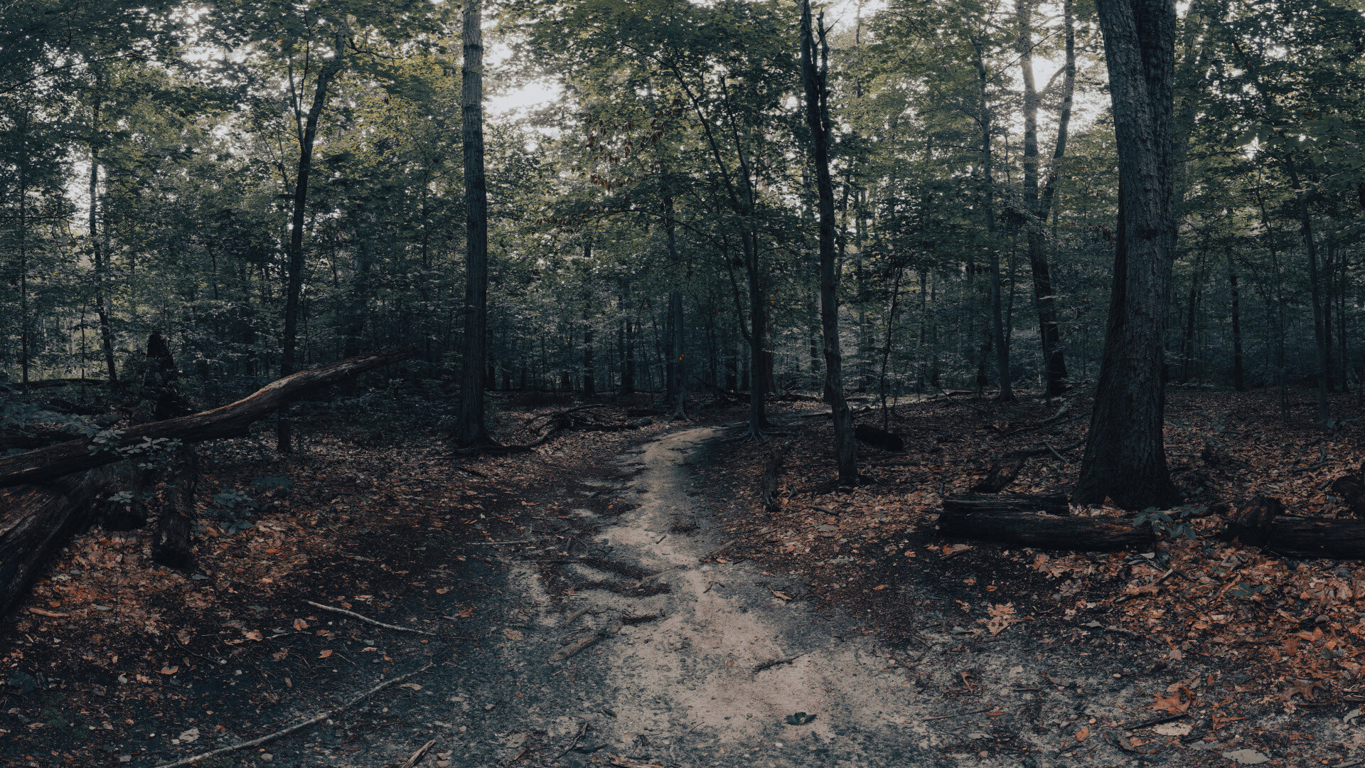 The Holyburn Witches #5