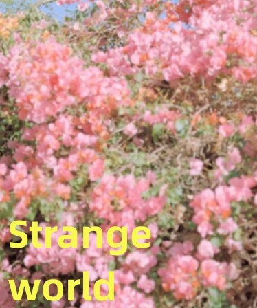 Strange world
