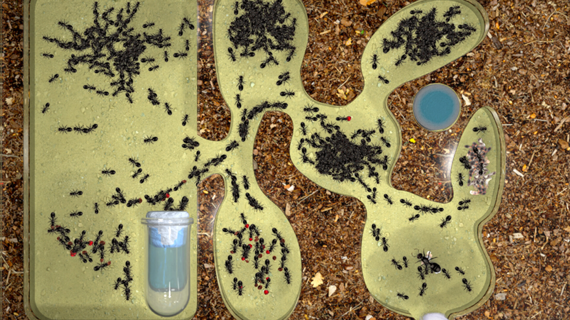 Ant Farm Simulator #2