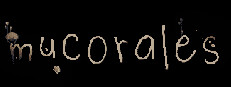 Mucorales
