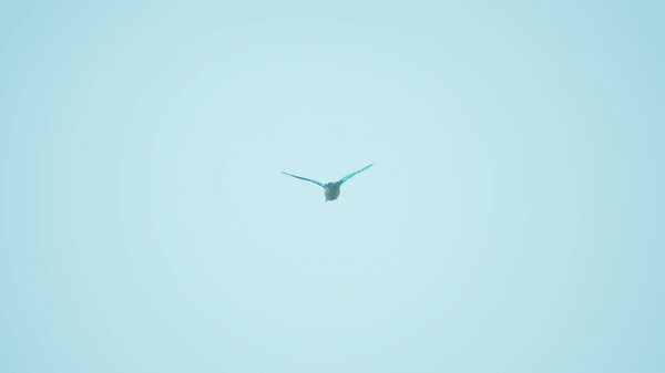 Bird Feather: Aquamarine World game for Linux 1