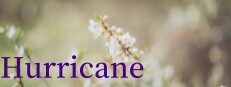Hurricane 게임 이미지