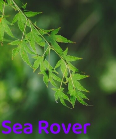 Sea Rover