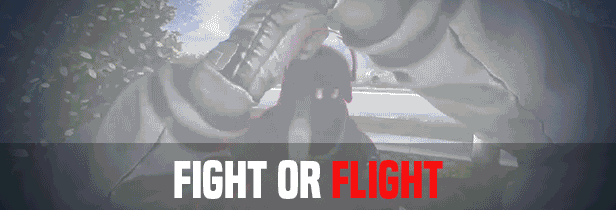 flightfight.gif?t=1715367174