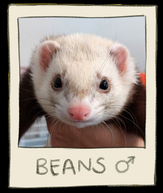 ferret.png?t=1716484681