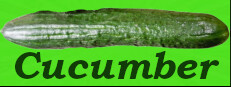Cucumber