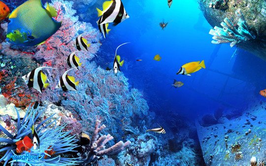 скриншот DigiFish Aqua Real 2 4