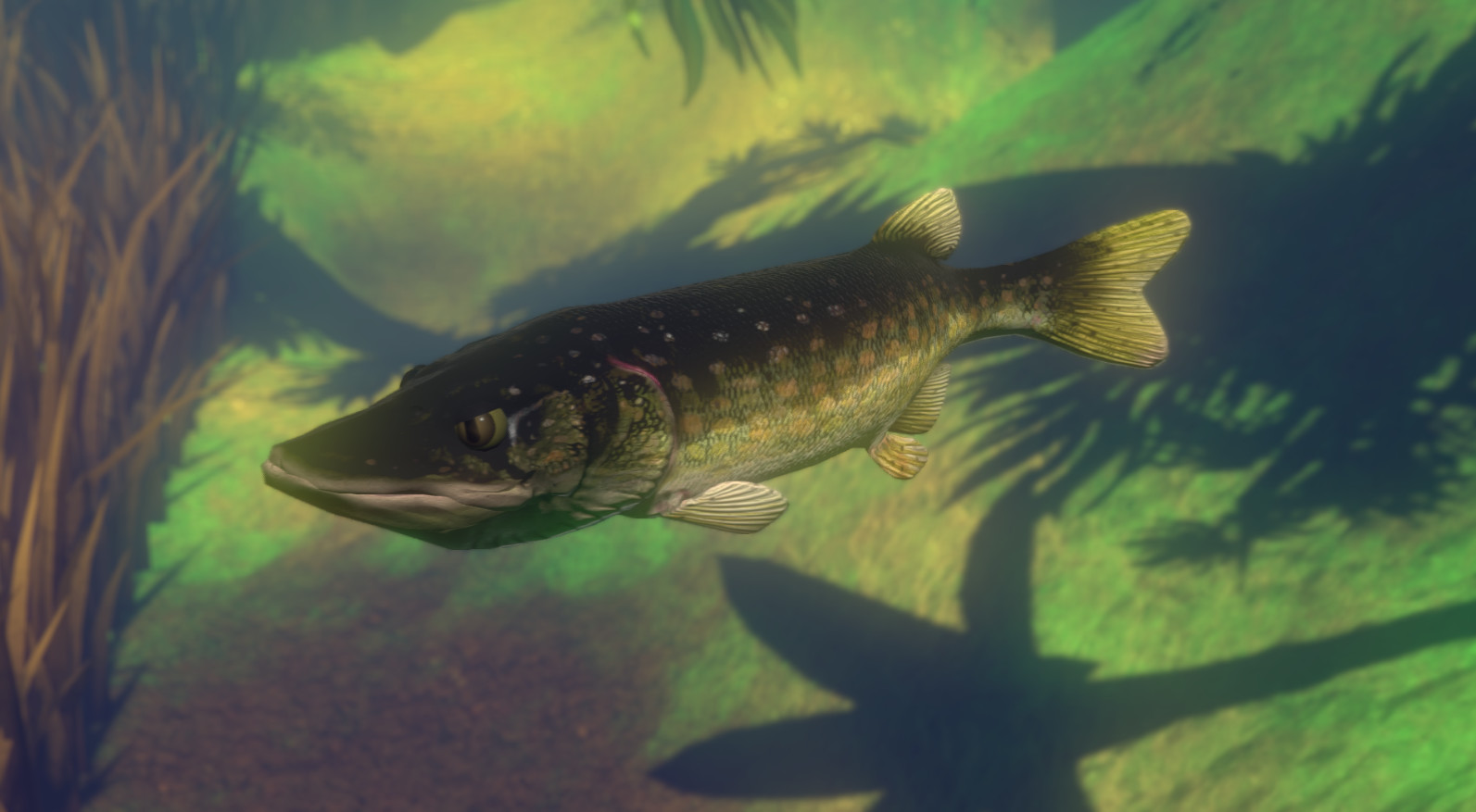 Feed and Grow: Fish system requirements