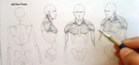 Complete Figure Drawing Course HD: 126 - The Muscles of The Torso - Part 7 banner