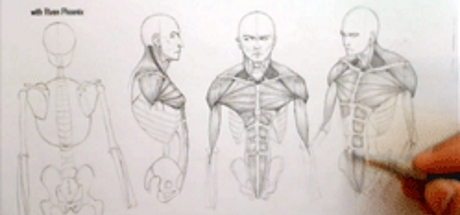 Complete Figure Drawing Course HD: 127 - The Muscles of The Torso - Part 8 banner