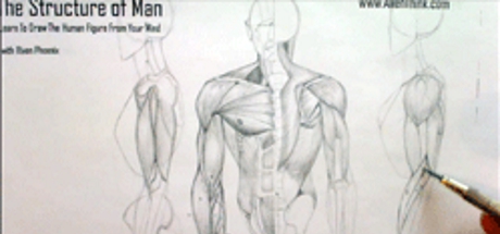 Complete Figure Drawing Course HD: 145 - The Muscles of the Arm - Part 7 banner