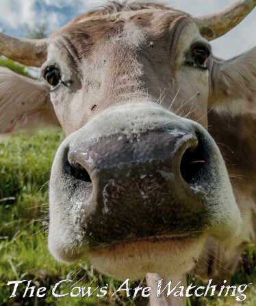 The Cows Are Watching