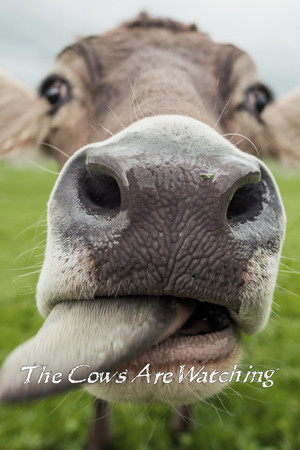 The Cows Are Watching Steam CD Key
